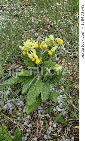 Yellow primula veris flowers in green grass with white hailstones after spring storm on blurred background. Concept of weather anomaly and climate change Yellow primula veris flowers in green grass with white hailstones after spring storm on blurred background. Concept of weather anomaly and climate change 139473945