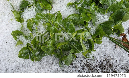 Close up of green leaves in the foreground heavily covered with white hailstones on a white textured background after a spring storm. Concept of natural disaster and weather damage Close up of green leaves in the foreground heavily covered with white hailstones on a white textured background after a spring storm. Concept of natural disaster and weather damage 139473953