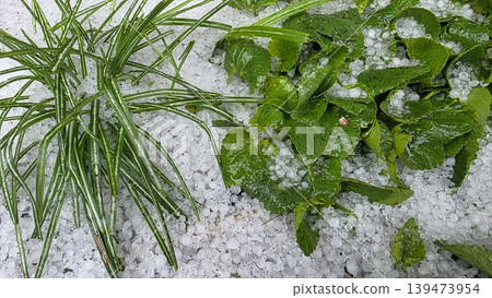 Grassy plant and broad green leaves partially buried under a thick layer of white hailstones in the garden after an extreme storm. Concept of unpredictable weather and resilience Grassy plant and broad green leaves partially buried under a thick layer of white hailstones in the garden after an extreme storm. Concept of unpredictable weather and resilience 139473954