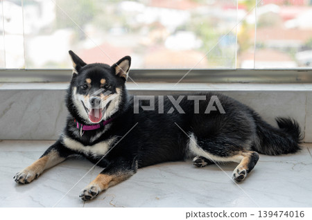 A portrait of a black Shiba Inu lying on a balcony. A portrait of a black Shiba Inu lying on a balcony. 139474016