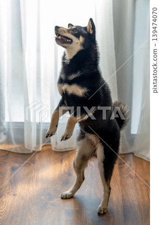 Shiba Inu dog training at home with treats and positive reinforcement. Shiba Inu dog training at home with treats and positive reinforcement. 139474070
