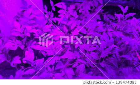 Green tomato seedlings growing in trays under vibrant purple and pink led grow light in indoor garden setting, concept of modern agriculture and smart plant cultivation Green tomato seedlings growing in trays under vibrant purple and pink led grow light in indoor garden setting, concept of modern agriculture and smart plant cultivation 139474085