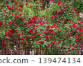 Red rose bush covers garden fence with clusters of blossoms, green leaves, and climbing branches. Natural background of rose gardening, floral design, landscaping, romance 139474134