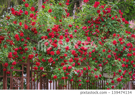 Red rose bush covers garden fence with clusters of blossoms, green leaves, and climbing branches. Natural background of rose gardening, floral design, landscaping, romance Red rose bush covers garden fence with clusters of blossoms, green leaves, and climbing branches. Natural background of rose gardening, floral design, landscaping, romance 139474134