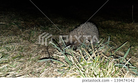 Small wild hedgehog foraging in green and dry grass at night under dark background. Concept of wildlife preservation and nocturnal animals behavior Small wild hedgehog foraging in green and dry grass at night under dark background. Concept of wildlife preservation and nocturnal animals behavior 139474142