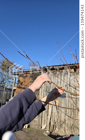 Hands pruning bare tree branches outdoors near wooden shed under blue sky. Spring gardening, orchard care and seasonal backyard maintenance concept. Hands pruning bare tree branches outdoors near wooden shed under blue sky. Spring gardening, orchard care and seasonal backyard maintenance concept. 139474143