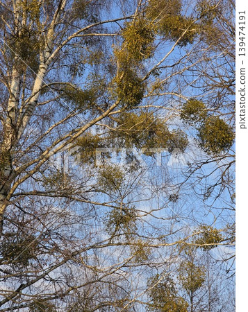 White birch tree branches with green mistletoe parasite clusters against a clear blue sky in early spring. Concept of biodiversity and forest health White birch tree branches with green mistletoe parasite clusters against a clear blue sky in early spring. Concept of biodiversity and forest health 139474191