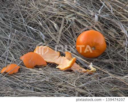 Whole orange tangerine and fresh peel lying on dry grey straw outdoors in natural soft daylight. Concept of ecological waste and contrast of colors Whole orange tangerine and fresh peel lying on dry grey straw outdoors in natural soft daylight. Concept of ecological waste and contrast of colors 139474207