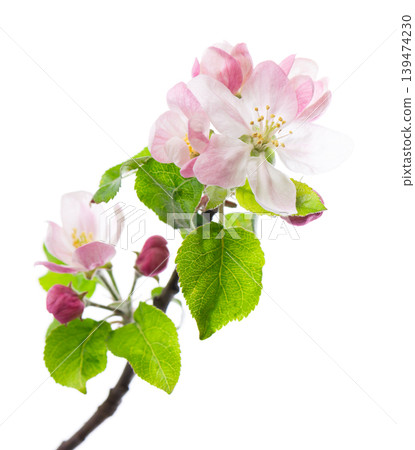 Spring apple blossom isolated on white background. Branch of flowering apple tree with pink and white flowers and green leaves. Clipping path. Spring apple blossom isolated on white background. Branch of flowering apple tree with pink and white flowers and green leaves. Clipping path. 139474230