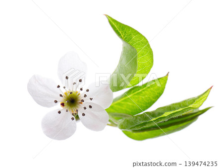 Pear tree blossoms isolated on white background. Branch of flowering pear with white flowers and green leaves in spring. Clipping path. Pear tree blossoms isolated on white background. Branch of flowering pear with white flowers and green leaves in spring. Clipping path. 139474235