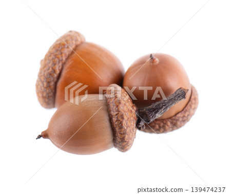 Acorn oak isolated on white background. Ripe brown acorns. Clipping path. 139474237