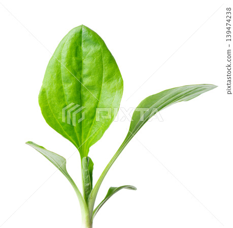 Fresh plantain leaves isolated on white background. Plantago major, green medicinal herb, healing plant foliage. Clipping path. Fresh plantain leaves isolated on white background. Plantago major, green medicinal herb, healing plant foliage. Clipping path. 139474238