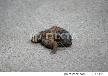 Dog feces left on a public sidewalk. Concept of irresponsible pet owners, street hygiene, sanitation rules, cleanup duty, pollution, and fines for dog waste in urban areas. 139474450