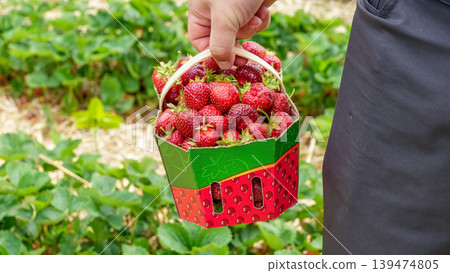 Hand holding a basket filled with freshly picked strawberries, surrounded by lush green strawberry plants in a vibrant farm setting Hand holding a basket filled with freshly picked strawberries, surrounded by lush green strawberry plants in a vibrant farm setting 139474805