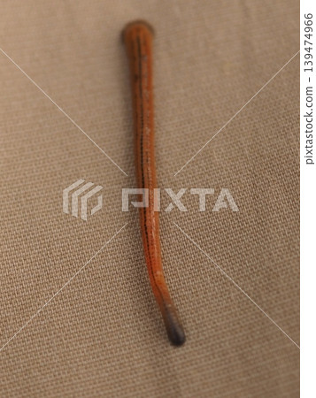 一隻水蛭附著在健行者的衣服上(20260424070648) 一隻水蛭附著在健行者的衣服上(20260424070648) 139474966