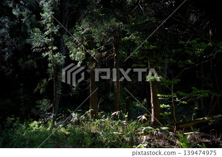 在森林深處 在森林深處 139474975