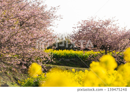A spring scene adorned with Kawazu cherry blossoms and rapeseed fields at Iwai Weir. 139475248