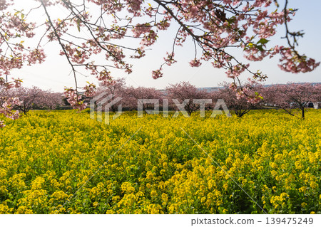 春意盎然,河津櫻花盛開,油菜花田環繞著岩井堰。 春意盎然,河津櫻花盛開,油菜花田環繞著岩井堰。 139475249