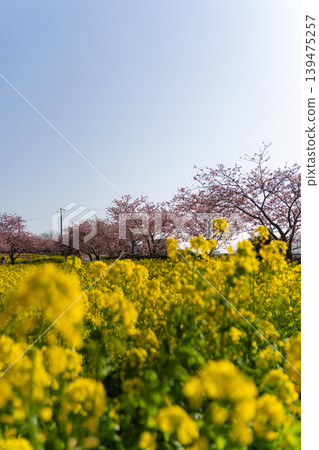 A spring scene adorned with Kawazu cherry blossoms and rapeseed fields at Iwai Weir. A spring scene adorned with Kawazu cherry blossoms and rapeseed fields at Iwai Weir. 139475257
