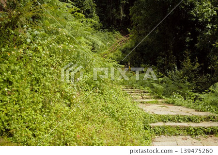 尼泊爾安納普爾納山脈沿線的蔥鬱健行小徑 尼泊爾安納普爾納山脈沿線的蔥鬱健行小徑 139475260