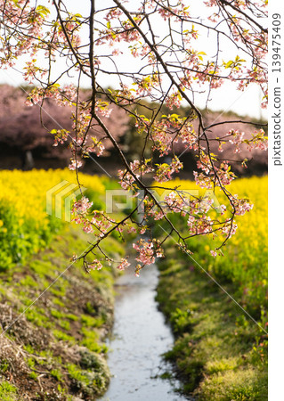 The waterway flowing through the Iwai Weir, Kawazu cherry blossoms, and a field of rapeseed flowers. The waterway flowing through the Iwai Weir, Kawazu cherry blossoms, and a field of rapeseed flowers. 139475409