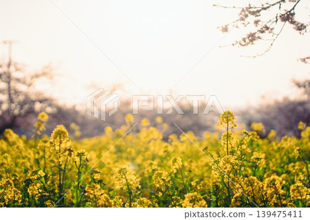 Kawazu cherry blossoms and rapeseed fields at Iwai Weir bathed in spring sunshine. Kawazu cherry blossoms and rapeseed fields at Iwai Weir bathed in spring sunshine. 139475411