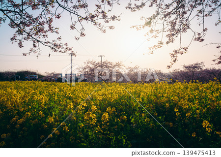 Kawazu cherry blossoms and rapeseed fields at Iwai Weir bathed in spring sunshine. 139475413
