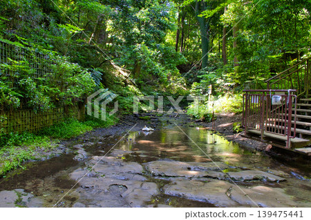 [Yokohama City] Summer Jingashita Valley Park 139475441