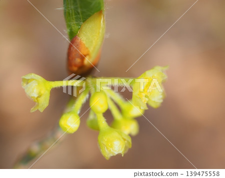 Yellow flowers blooming and new shoots appearing on a deciduous broad-leaved shrub (20260424080510) Yellow flowers blooming and new shoots appearing on a deciduous broad-leaved shrub (20260424080510) 139475558
