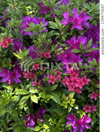 多種顏色交融的杜鵑花 多種顏色交融的杜鵑花 139475687