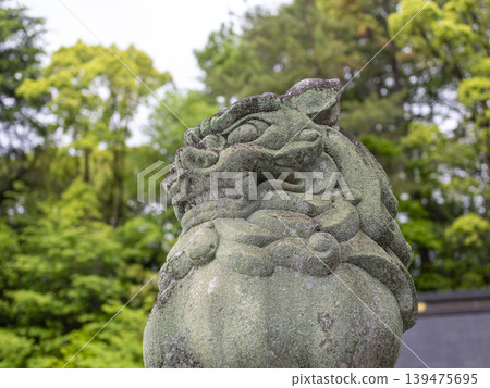 Close-up of the guardian lion statues at a shrine 139475695