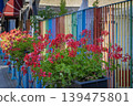 Flowers Geranium flower with green leaves in planters line sidewalk beside multicolor rainbow fence, street garden scene, summer urban walkway. City gardening, geranium care, planting, growth, decor 139475801