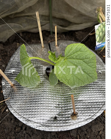 Newly planted cucumbers Newly planted cucumbers 139475831