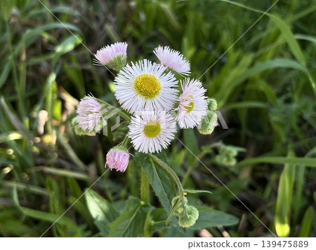 In spring, the fleabane blooms with many buds. In spring, the fleabane blooms with many buds. 139475889