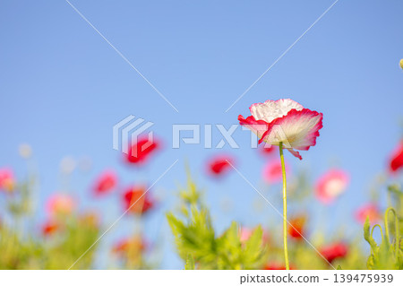 Colorful poppies swaying in the wind against the early summer blue sky Colorful poppies swaying in the wind against the early summer blue sky 139475939