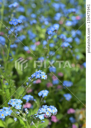Forget-me-nots blooming in Paris's Bercy Park: Blue flowers of spring (April 9, 2026) Forget-me-nots blooming in Paris's Bercy Park: Blue flowers of spring (April 9, 2026) 139475941