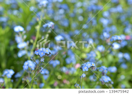 巴黎貝爾西公園的勿忘我盛開:春天的藍色花朵(2026年4月9日) 巴黎貝爾西公園的勿忘我盛開:春天的藍色花朵(2026年4月9日) 139475942