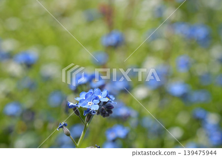 Forget-me-nots blooming in Paris's Bercy Park: Blue flowers of spring (April 9, 2026) Forget-me-nots blooming in Paris's Bercy Park: Blue flowers of spring (April 9, 2026) 139475944