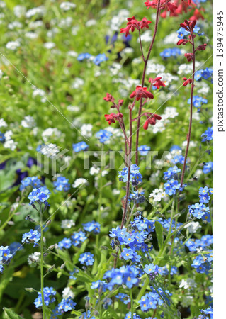 Forget-me-nots blooming in Paris's Bercy Park: Blue flowers of spring (April 9, 2026) Forget-me-nots blooming in Paris's Bercy Park: Blue flowers of spring (April 9, 2026) 139475945