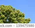 Fresh greenery shining against the blue sky 139475980