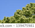 Fresh greenery shining against the blue sky 139475981