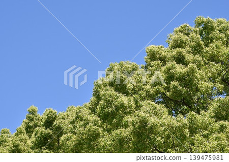 Fresh greenery shining against the blue sky Fresh greenery shining against the blue sky 139475981