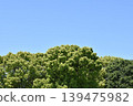 Blue sky and green trees 139475982