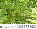 A photo of trees in the fresh green season 139475983