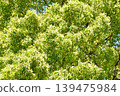 Looking up at trees in the fresh green season 139475984