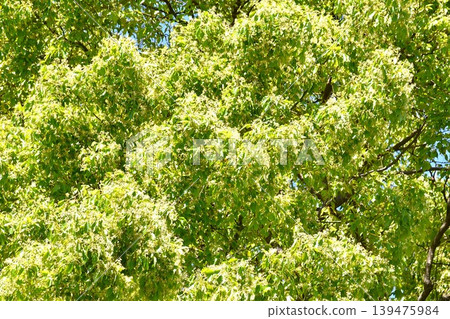 Looking up at trees in the fresh green season Looking up at trees in the fresh green season 139475984