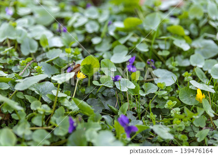 Wild Purple Violets and Yellow Flowers in Green Spring Grass Wild Purple Violets and Yellow Flowers in Green Spring Grass 139476164