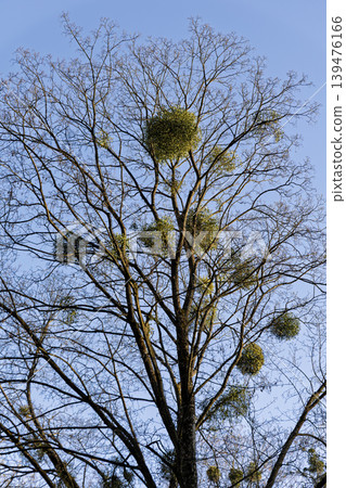 Large Tree Infested with Round Green Mistletoe Bushes Against Blue Sky Large Tree Infested with Round Green Mistletoe Bushes Against Blue Sky 139476166
