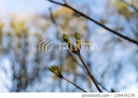 Pair of Open Green Tree Buds on a Branch in Early Spring Pair of Open Green Tree Buds on a Branch in Early Spring 139476176
