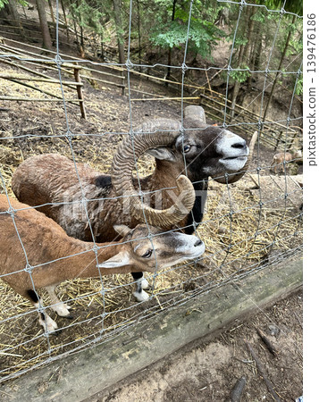Mouflon Wild Sheep with Large Horns Behind a Wire Fence 139476186